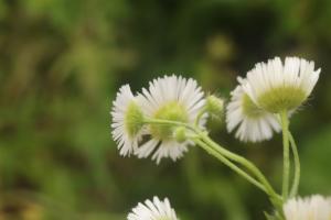 Click to view this image in a large viewer