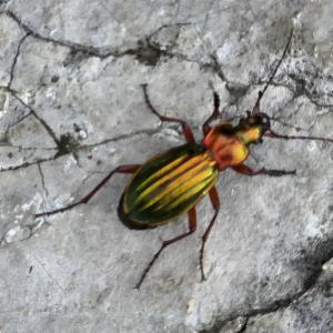 Click to view this image in a large viewer