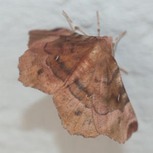 Click to view this image in a large viewer