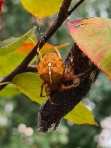 Click to view this image in a large viewer