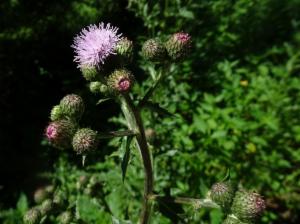 Click to view this image in a large viewer