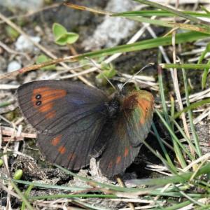 Click to view this image in a large viewer