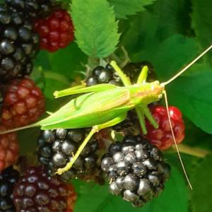 Click to view this image in a large viewer