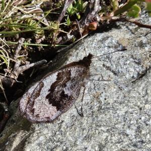 Click to view this image in a large viewer