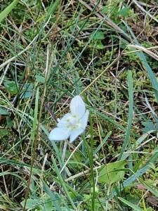 Click to view this image in a large viewer