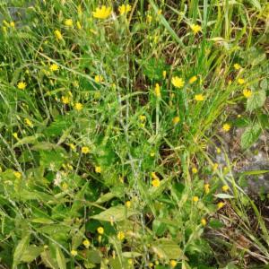 Click to view this image in a large viewer