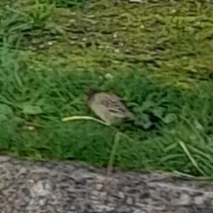 Click to view this image in a large viewer