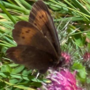 Click to view this image in a large viewer