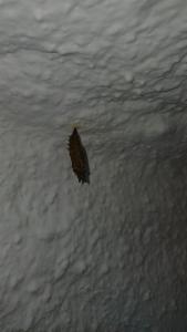 Click to view this image in a large viewer