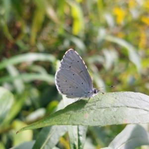 Click to view this image in a large viewer