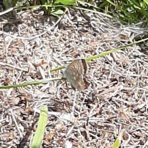 Click to view this image in a large viewer