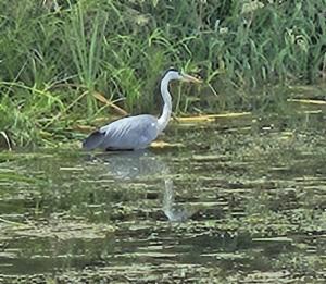 Click to view this image in a large viewer