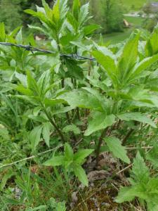 Click to view this image in a large viewer