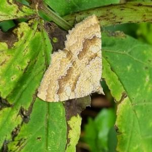 Click to view this image in a large viewer