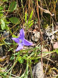 Click to view this image in a large viewer