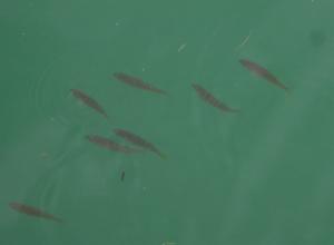 Click to view this image in a large viewer