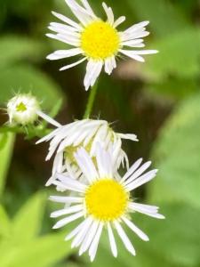 Click to view this image in a large viewer