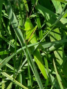 Click to view this image in a large viewer