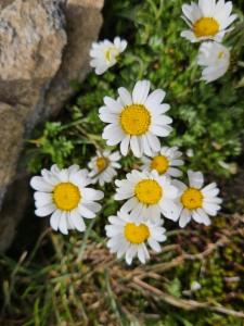 Click to view this image in a large viewer