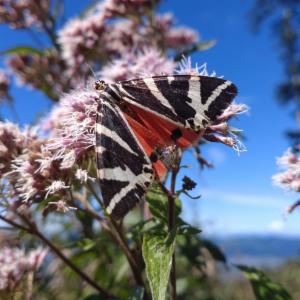 Click to view this image in a large viewer