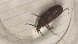 Click to view this image in a large viewer