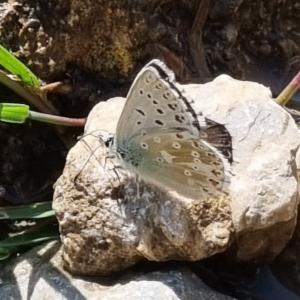 Click to view this image in a large viewer