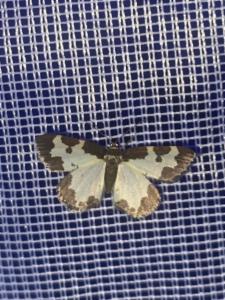 Click to view this image in a large viewer