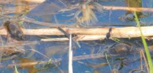 Click to view this image in a large viewer