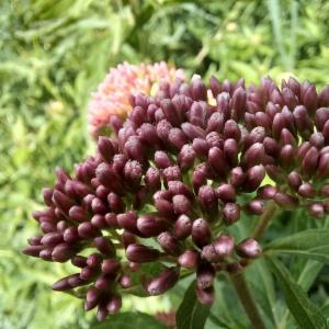 Click to view this image in a large viewer