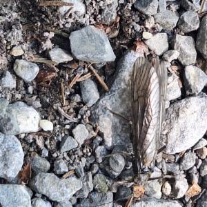 Click to view this image in a large viewer