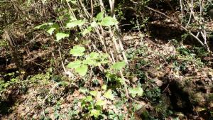 Click to view this image in a large viewer