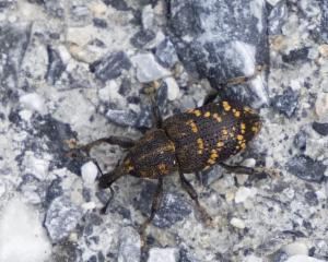 Click to view this image in a large viewer