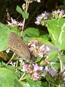 Click to view this image in a large viewer