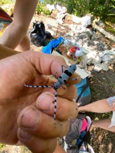 Click to view this image in a large viewer