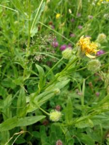 Click to view this image in a large viewer