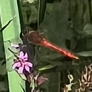 Click to view this image in a large viewer