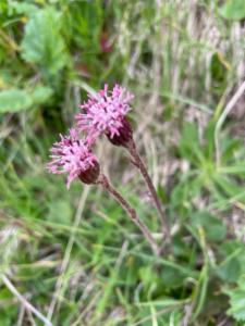 Click to view this image in a large viewer