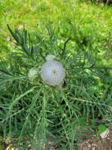 Click to view this image in a large viewer