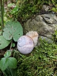 Click to view this image in a large viewer