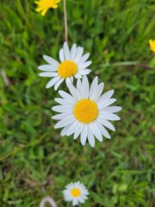 Click to view this image in a large viewer