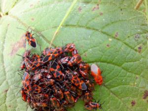 Click to view this image in a large viewer