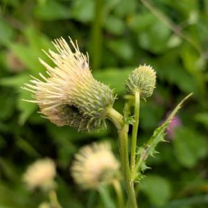 Click to view this image in a large viewer