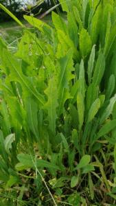 Click to view this image in a large viewer