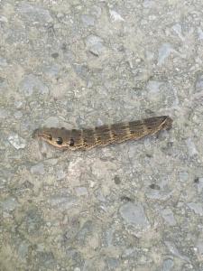 Click to view this image in a large viewer