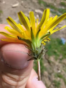 Click to view this image in a large viewer