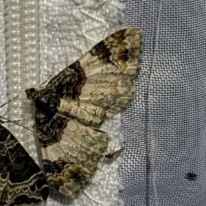 Click to view this image in a large viewer