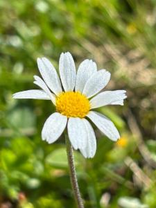 Click to view this image in a large viewer