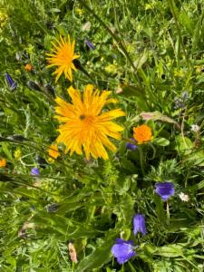 Click to view this image in a large viewer