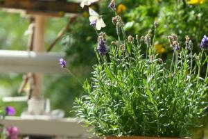 Click to view this image in a large viewer