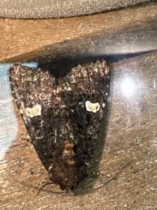 Click to view this image in a large viewer